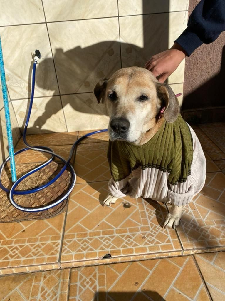 Imagem Ilustrando a Notícia: A triste história da cadela de 17 anos que desapareceu por causa dos fogos em Goiânia