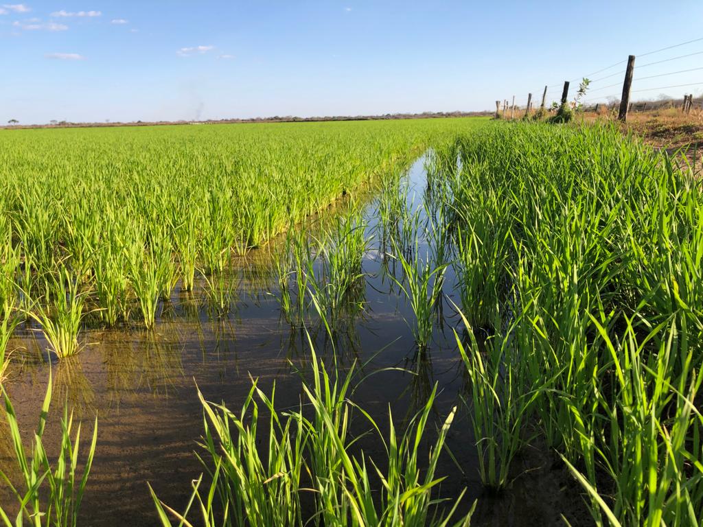 Imagem Ilustrando a Notícia: Chineses visitam Goiás para conhecer produção de arroz 