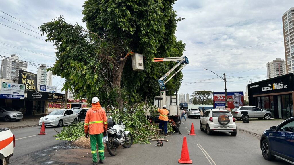 Imagem Ilustrando a Notícia: Prefeitura de Goiânia retira quase 30 pés de jamelão no setor Eldorado