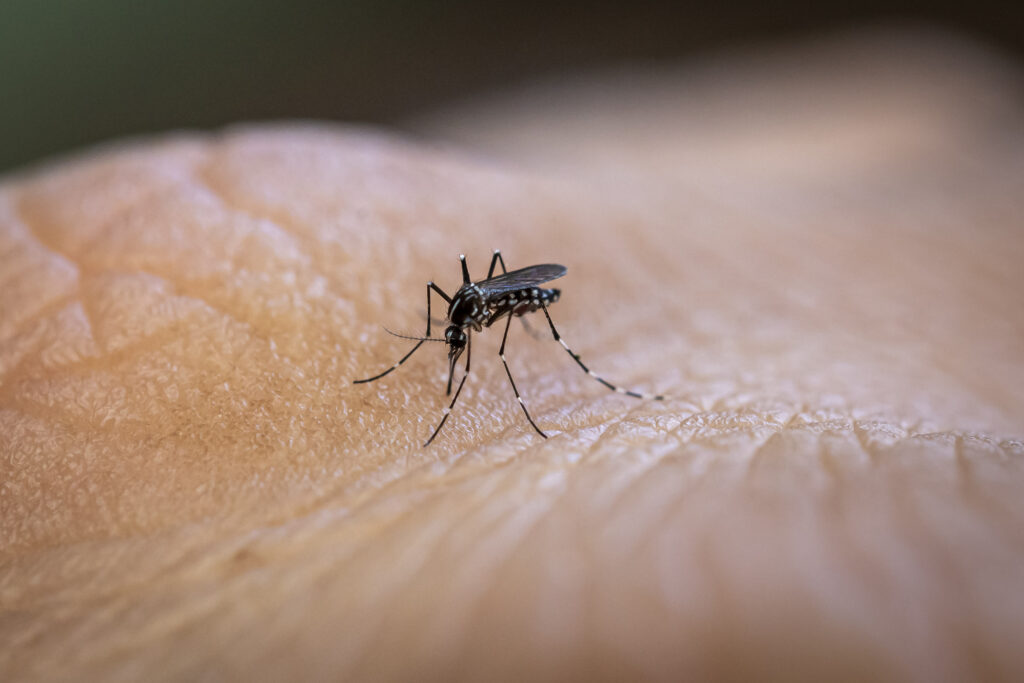 Imagem Ilustrando a Notícia: Distrito Federal registra aumento de 646% nos casos de dengue em 2024
