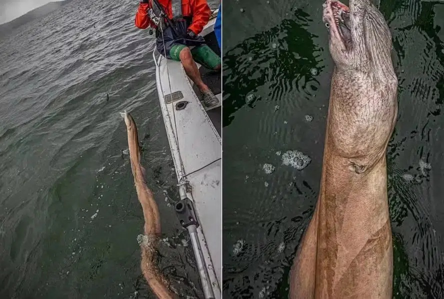Imagem Ilustrando a Notícia: ‘Nunca vi nada parecido’, disse pescador australiano ao fisgar criatura bizarra
