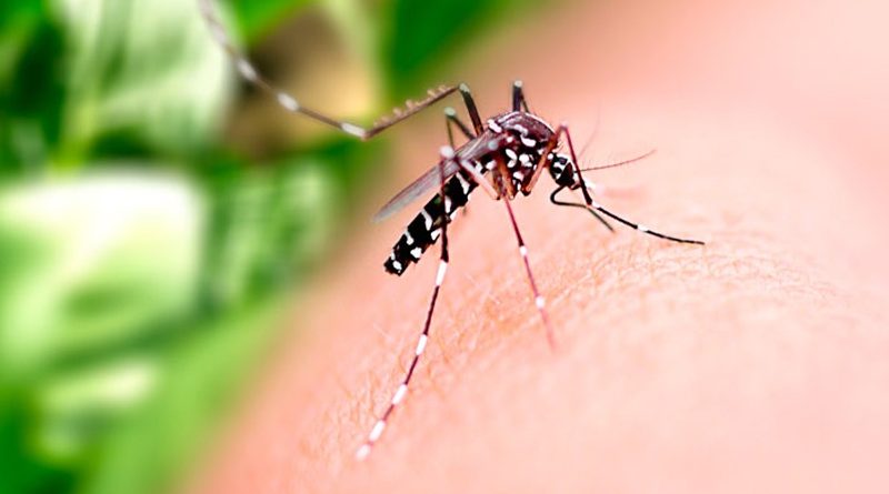 Imagem Ilustrando a Notícia: Brasil se aproxima de 1 milhão de casos prováveis de dengue
