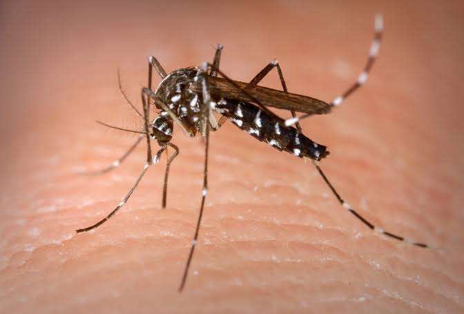 Imagem Ilustrando a Notícia: Especialistas alertam para risco da dengue em pacientes oncológicos
