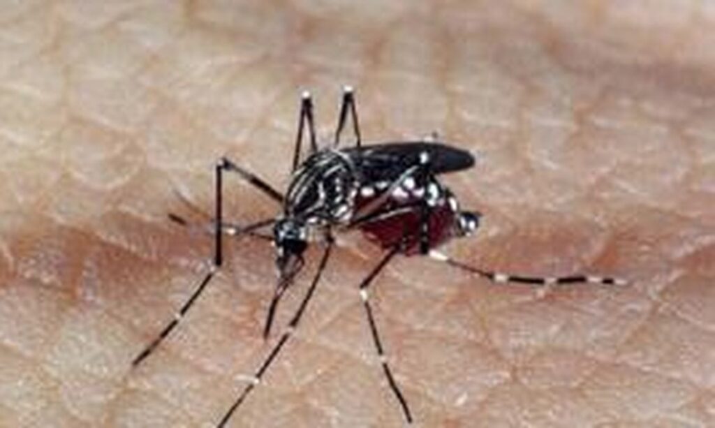 Imagem Ilustrando a Notícia: Anápolis lidera número de mortes por dengue em Goiás