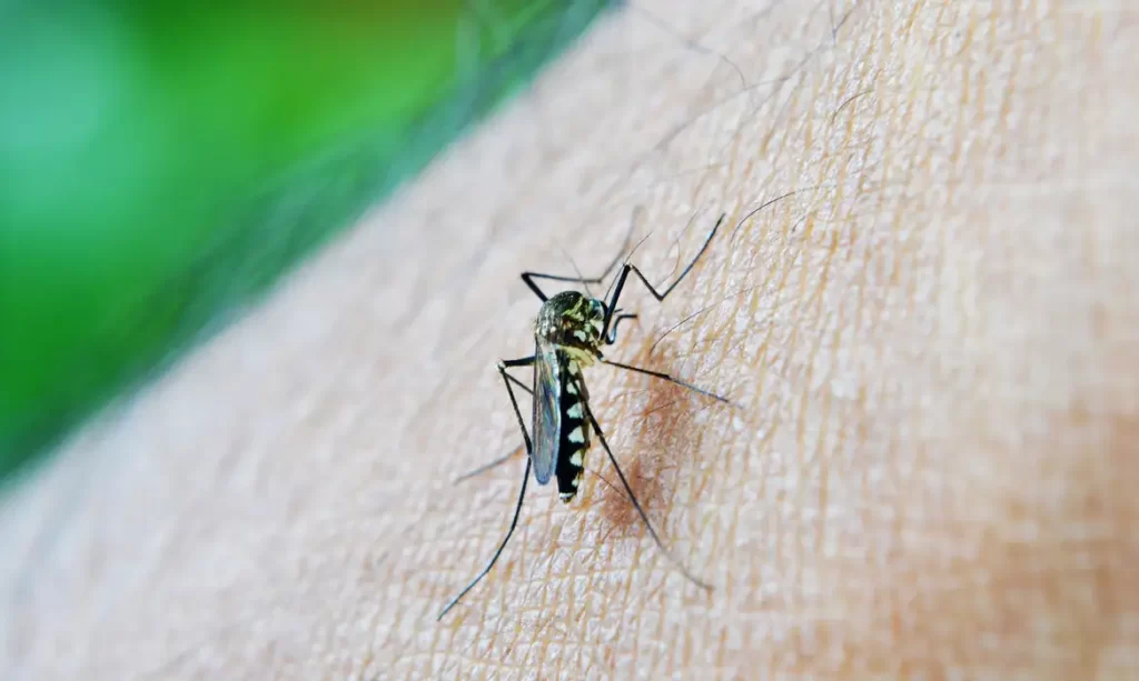 Imagem Ilustrando a Notícia: Goiás tem 31 mortes por dengue e 1ª por chikungunya