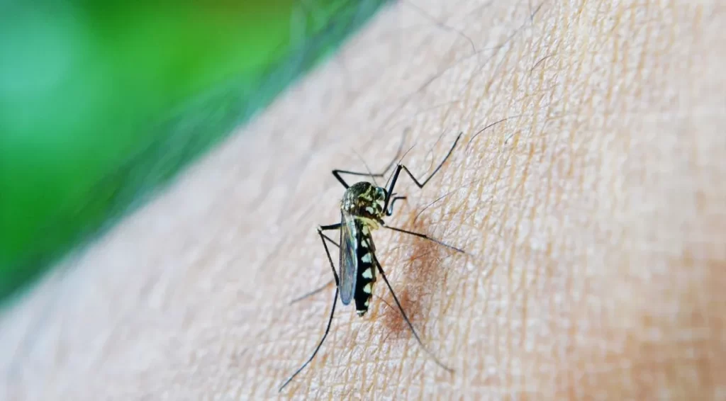 Imagem Ilustrando a Notícia: Secretário de Saúde afirma que Goiás está em epidemia de dengue