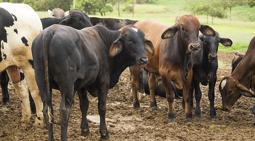 Imagem Ilustrando a Notícia: Abate de bovinos sobe 20% no último trimestre de 2023 e atinge 33,5 mi de cabeças no ano