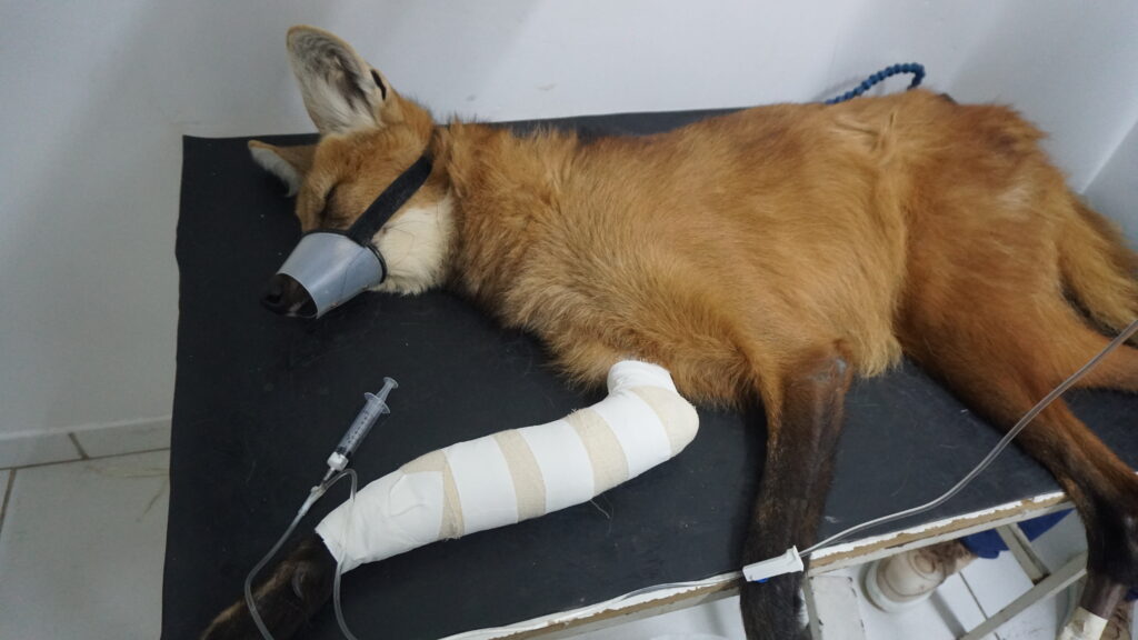 Imagem Ilustrando a Notícia: Ameaçado de extinção, Lobo-guará sobrevive a atropelamento e passa por cirurgias