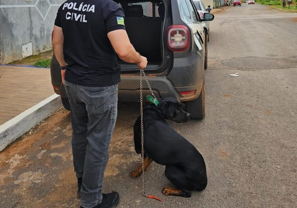 Imagem Ilustrando a Notícia: Vídeo flagra homem agredindo cão com corrente, em Formosa
