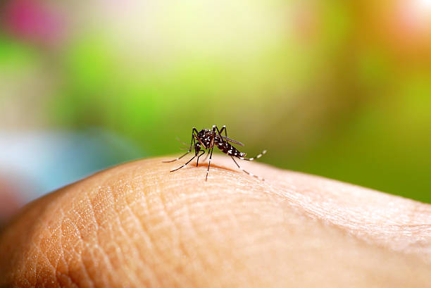 Imagem Ilustrando a Notícia: Goiás está em situação de emergência por dengue