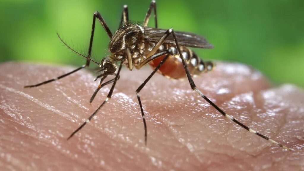 Imagem Ilustrando a Notícia: Goiás declara situação de emergência em razão da dengue; 2 mortes já estão confirmadas 