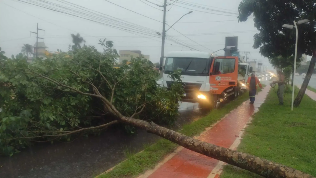 Imagem Ilustrando a Notícia: Quatro árvores caíram com chuva forte em Goiânia