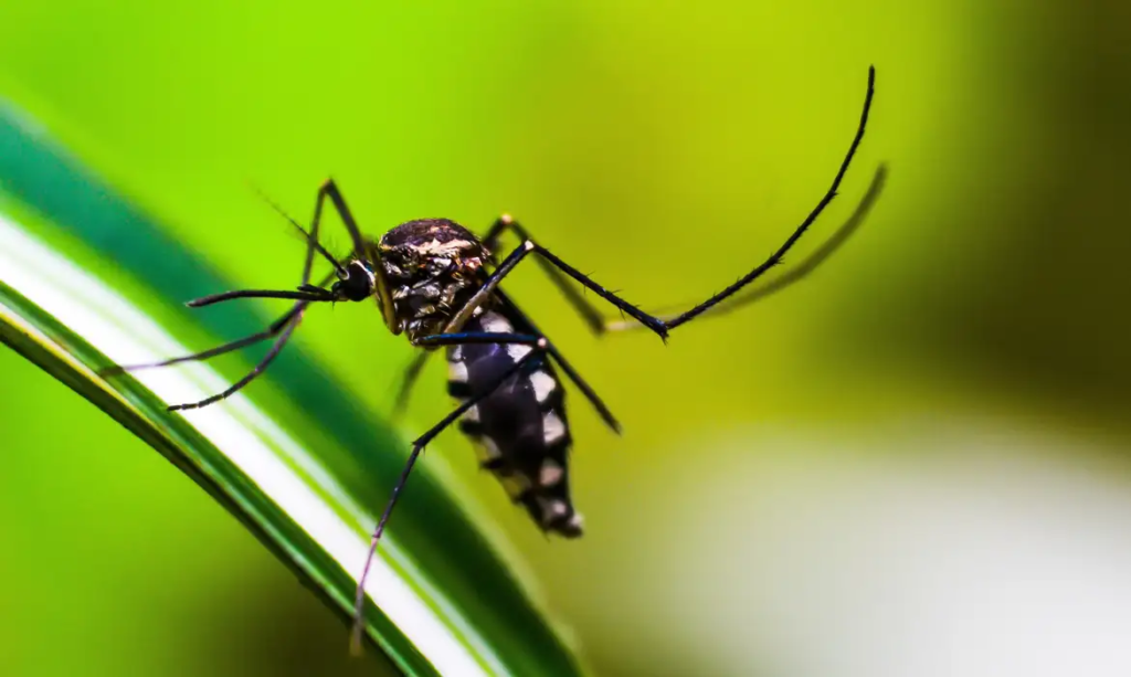 Imagem Ilustrando a Notícia: Brasil tem 140% de aumento nos casos de dengue em sete dias