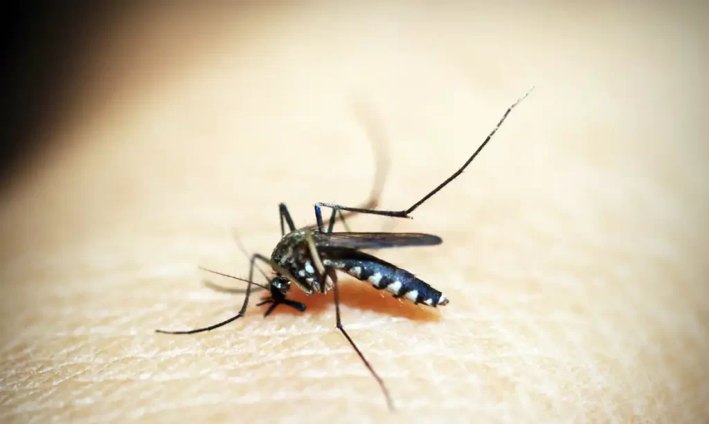 Imagem Ilustrando a Notícia: Entenda por que hemorragia não é o principal sintoma da dengue grave