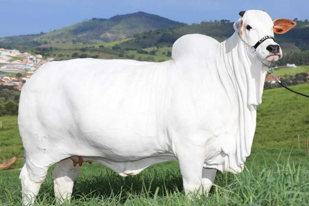 Imagem Ilustrando a Notícia: Vaca goiana é reconhecida como a mais valiosa do mundo por instituição internacional