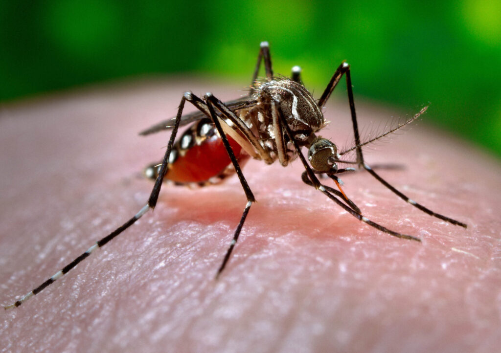 Imagem Ilustrando a Notícia: Goiânia entra em situação de emergência devido ao aumento de casos de dengue