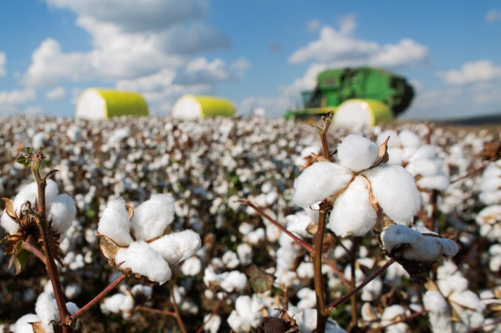 Imagem Ilustrando a Notícia: Produção e exportação de algodão crescem 16,5% na safra 23/24