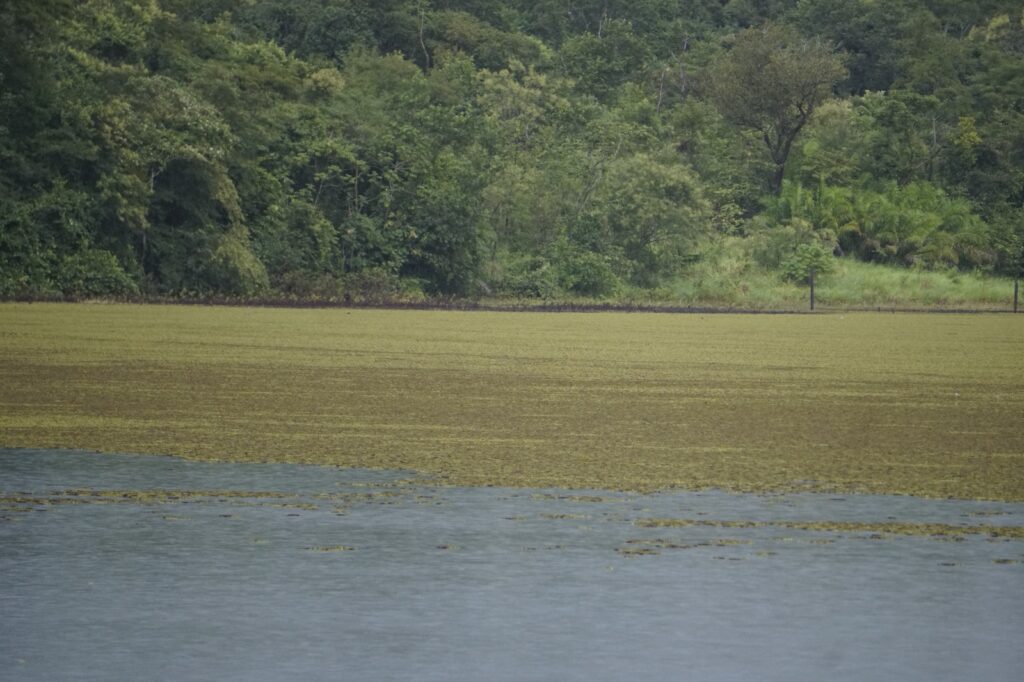 Imagem Ilustrando a Notícia: Aumento de algas no reservatório do João Leite causa preocupação nesta época do ano