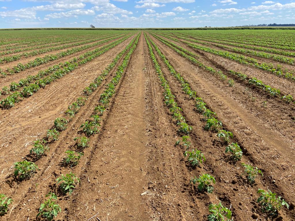 Imagem Ilustrando a Notícia: Plantio do tomate industrial impulsiona agricultura em Goiás