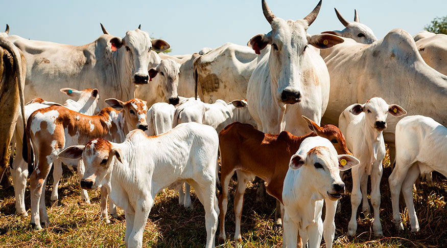 Imagem Ilustrando a Notícia: Abate de bovinos cresce 13% em 2023