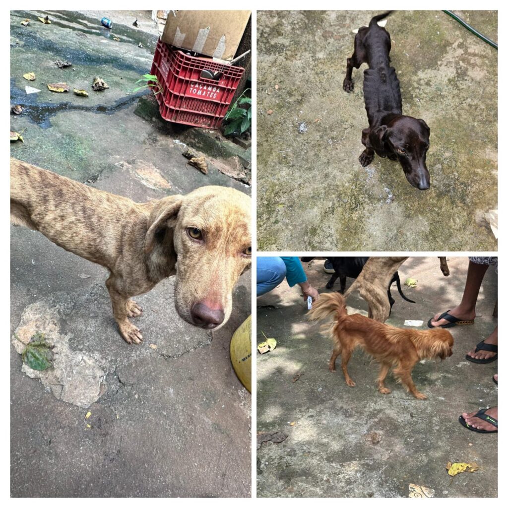 Imagem Ilustrando a Notícia: Cães resgatados em Goiânia: polícia prende suspeitos por maus-tratos e posse de drogas