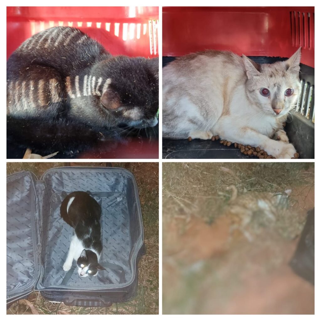 Imagem Ilustrando a Notícia: Casal é suspeito de abandonar 4 gatos em uma mala em lote baldio e um deles é encontrado morto em Goiânia; veja imagens