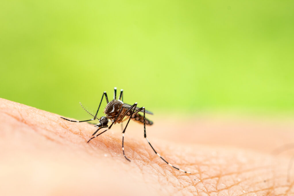Imagem Ilustrando a Notícia: Tinta inseticida promete ser mais uma aliada no combate contra o mosquito da dengue