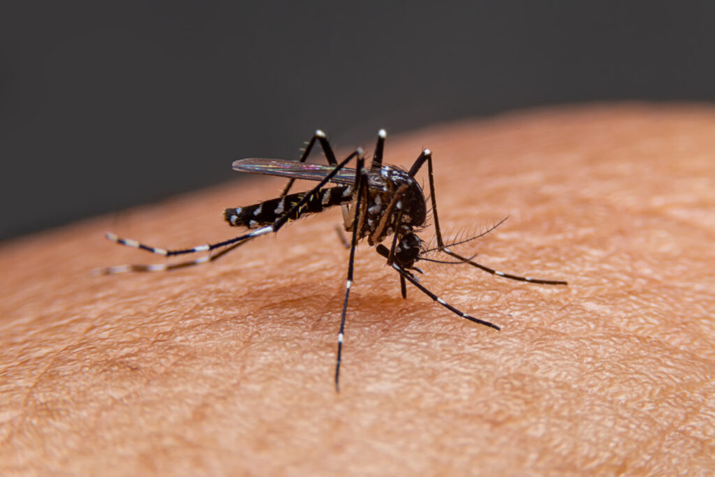 Imagem Ilustrando a Notícia: Crianças de até 5 anos morrem mais de dengue, revela pesquisa