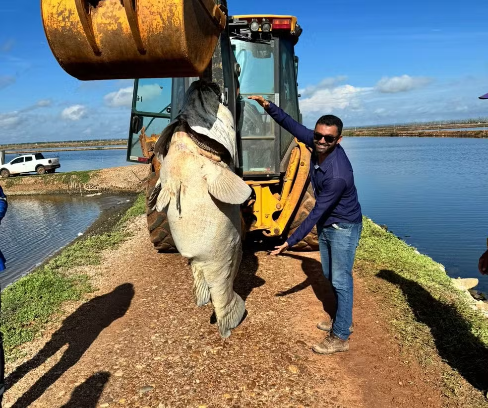 Imagem Ilustrando a Notícia: Peixe de quase 200 kg é encontrado em fazenda no Rio Grande do Norte
