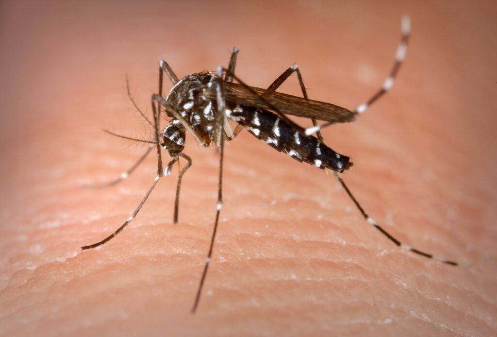 Imagem Ilustrando a Notícia: Sobe para 44 o número de óbitos por dengue em Goiás