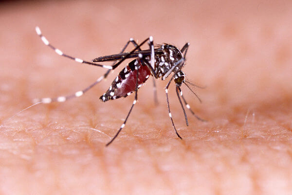 Imagem Ilustrando a Notícia: Quase 4 bilhões de pessoas correm risco de infecção pelo Aedes