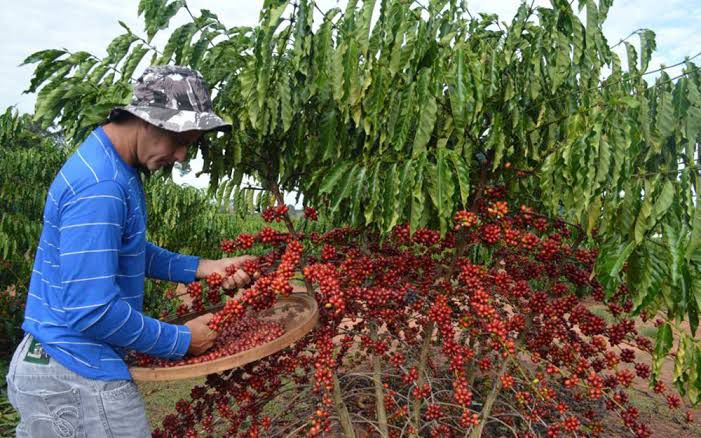 Imagem Ilustrando a Notícia: Produção de café tem crescimento estimado em 26,7%