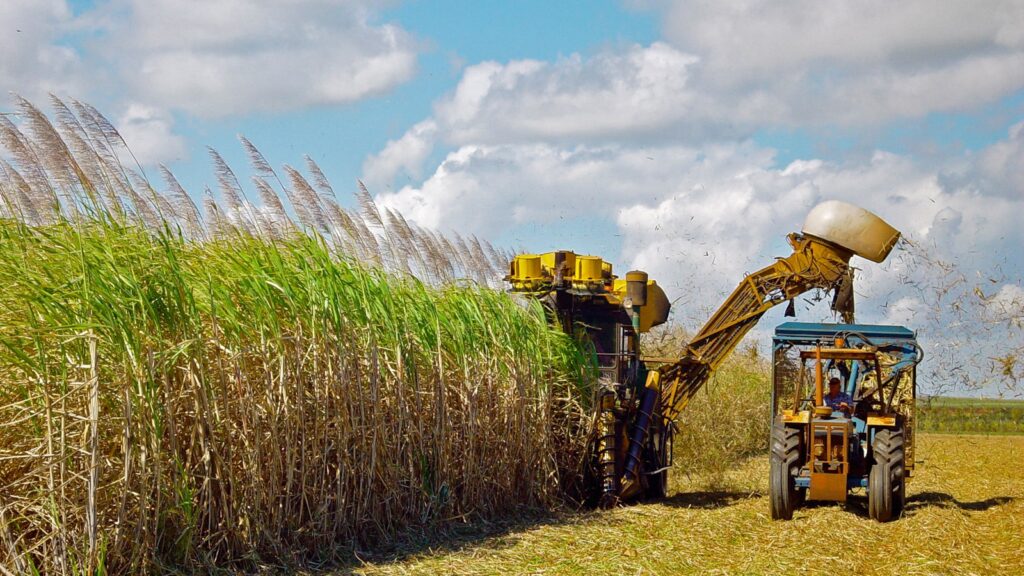 Imagem Ilustrando a Notícia: Cana-de-açúcar bate recorde de produção com 713 mi de toneladas