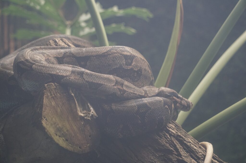 Imagem Ilustrando a Notícia: Serpentes do Zoológico são os animais favoritos do público