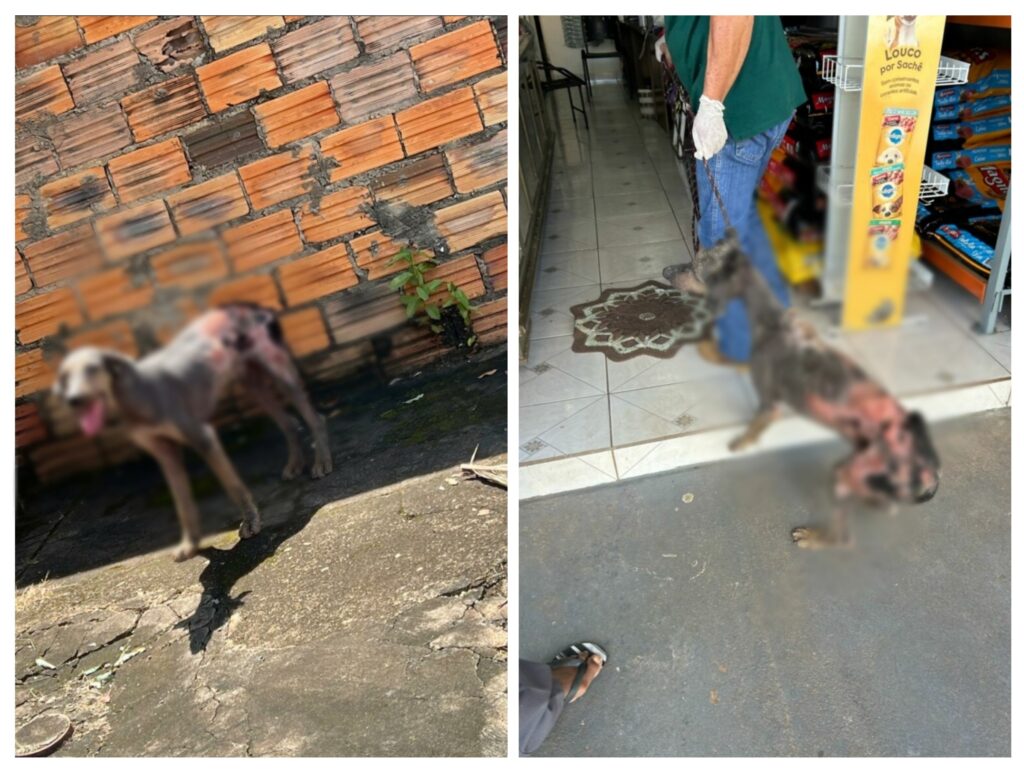 Imagem Ilustrando a Notícia: Em Mundo Novo, vizinho é preso suspeito de maus-tratos a animais após denúncia
