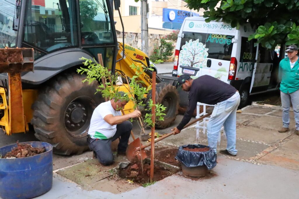 Imagem Ilustrando a Notícia: Disque-árvore planta 9,4 mil mudas de árvores em calçadas em três anos