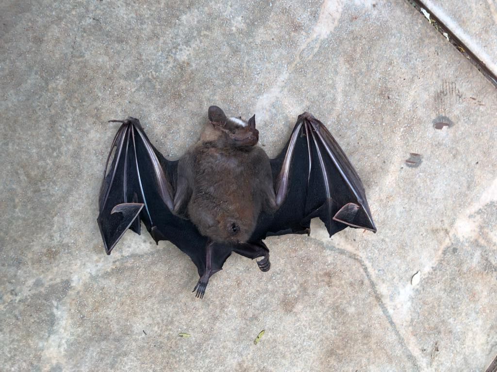 Imagem Ilustrando a Notícia: Goiânia registra 4º caso de raiva em morcego em 2024