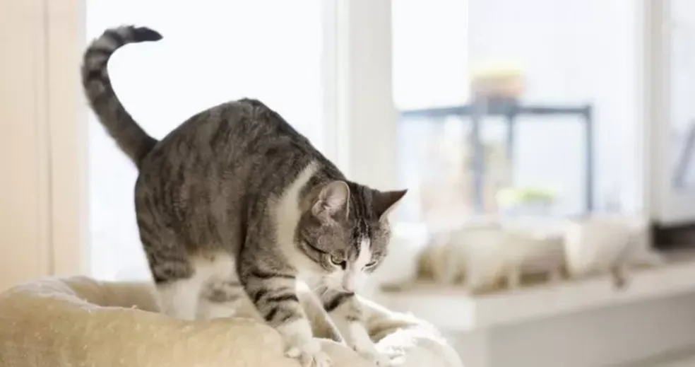 Imagem Ilustrando a Notícia: Entenda por que os gatos “amassam pãozinho”