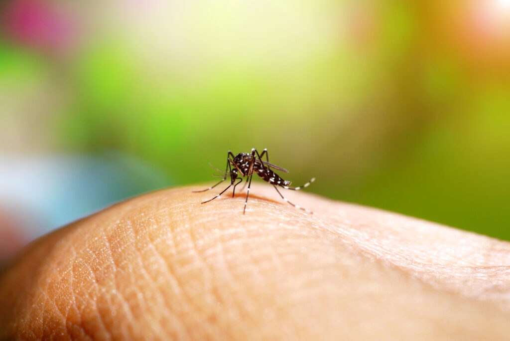 Imagem Ilustrando a Notícia: Brasil tem quase 4 milhões de casos prováveis de dengue