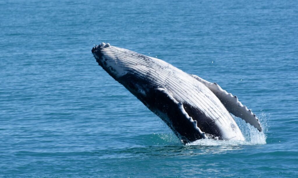 Imagem Ilustrando a Notícia: Ibama multa Bolsonaro em R$ 2.500 por caso de importunação a baleia 