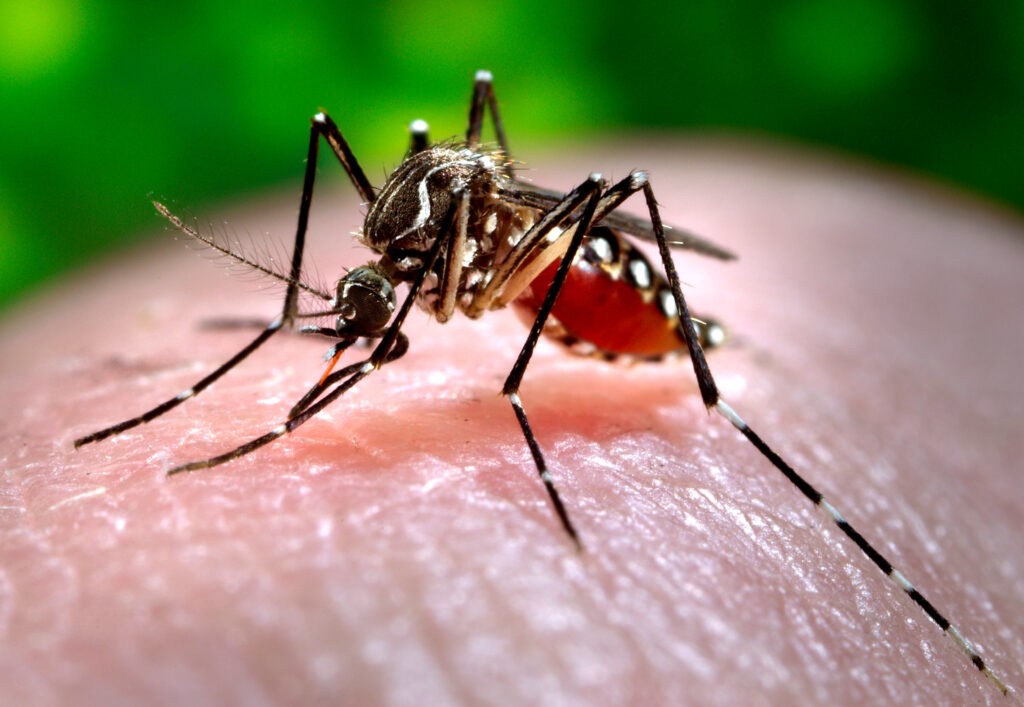 Imagem Ilustrando a Notícia: Brasil conta com mais de 5 milhões de casos de dengue