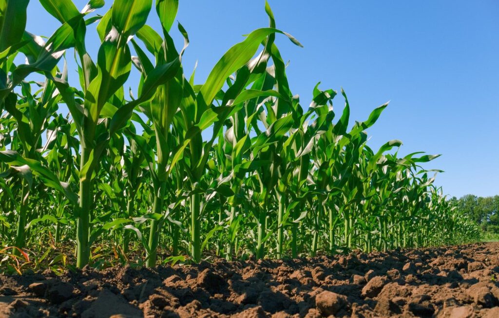 Imagem Ilustrando a Notícia: Condições climáticas favorecem desenvolvimento da 2ª safra de milho