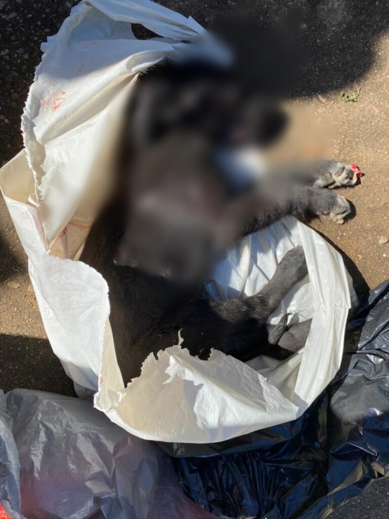 Imagem Ilustrando a Notícia: Suspeita estrangula cachorro com fio e joga corpo na lixeira em Aparecida de Goiânia 