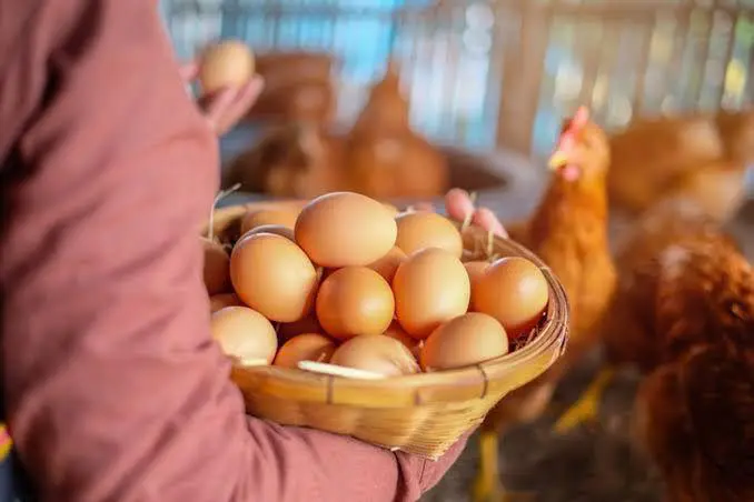 Imagem Ilustrando a Notícia: Conheça a granja goiana que produz 300 mil ovos por dia