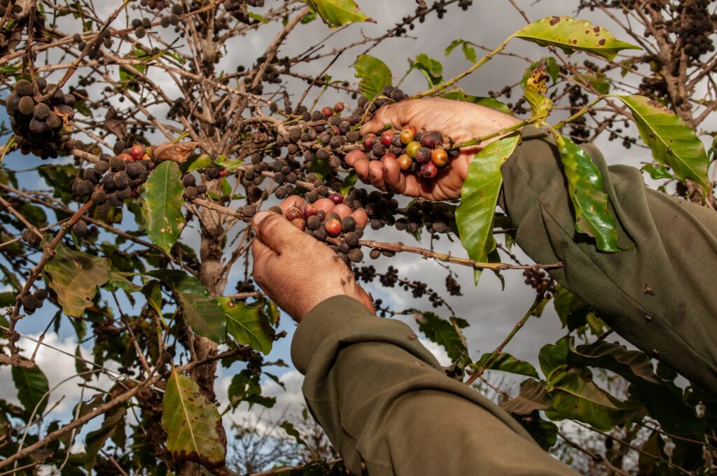 Imagem Ilustrando a Notícia: Conab prevê crescimento de 30,6% na produção de café em Goiás