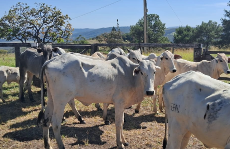 Imagem Ilustrando a Notícia: Polícia recupera gado furtado em Cocalzinho de Goiás