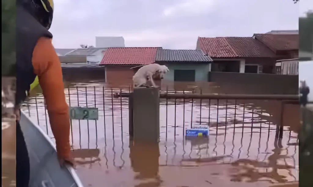 Imagem Ilustrando a Notícia: A triste situação de quase 4 mil cães e gatos ilhados nas enchentes do Rio Grande do Sul