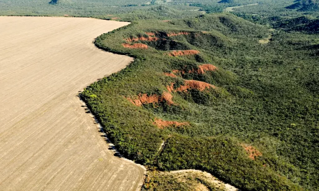 Imagem Ilustrando a Notícia: Área desmatada no Brasil em 2023 cai 11,6%, indica MapBiomas