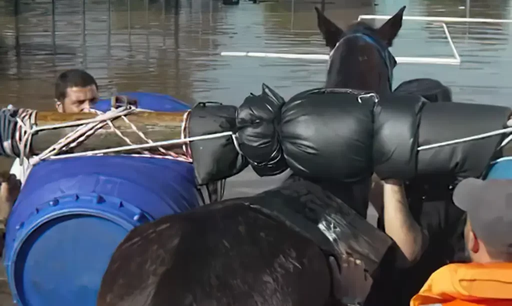 Imagem Ilustrando a Notícia: Mais de 10 mil animais já foram resgatados das enchentes do RS