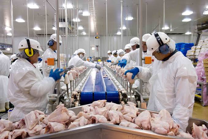 Imagem Ilustrando a Notícia: Estado atinge quarta maior produção de frango do País